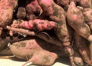 11/5 木曜パンの日