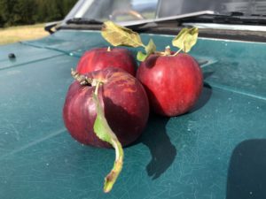 10/21-22 木曜パンの日/金曜ドカンッ