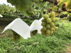 8/25-26 木曜＆金曜パンの日