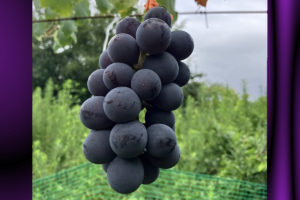 8/21-22 木曜&金曜パンの日